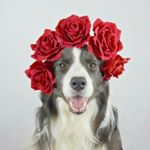 Profile Picture of jazzybeandog (@jazzybeandog) on Instagram