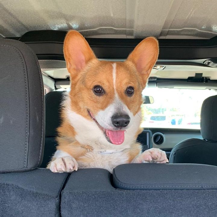 Profile Picture of Archie (@@archiethecorgi_) on Tiktok