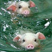 Profile Picture of Jackie Jardine Russo-Boudinot (@russoboudinot) on Pinterest