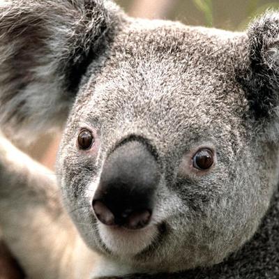 Profile Picture of Luis Bastida (@luisbastida8) on Twitter