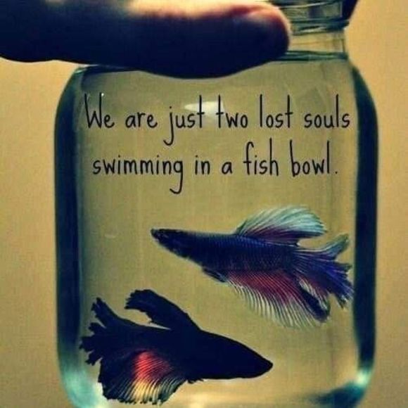 Profile Picture of Bree Shavor (@brennashavor706) on Poshmark