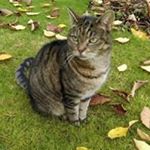 Profile Picture of Carol Colwell (@tabbyflufftail) on Instagram