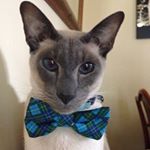 Profile Picture of Albert Stewart (@bertiebluesiamese) on Instagram