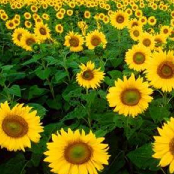 Cortney Zwierlein - Poshmark Profile Picture of Cortney Zwierlein (@tisk101) on Poshmark