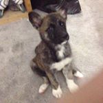 Profile Picture of Chad.👦🏽 (@chadbrightnose) on Instagram