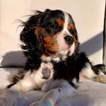 Profile Picture of Brian Bertram (@bertram_brian) on Instagram