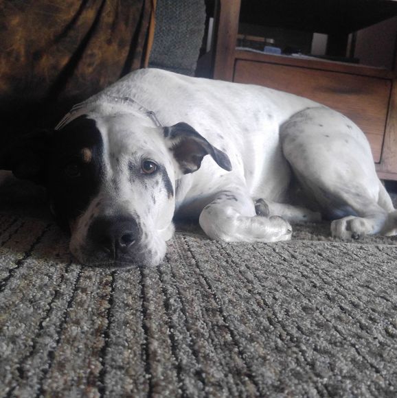 Profile Picture of Terry Goshern (@deacmann) on Poshmark