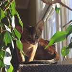 Profile Picture of Milo Arthur -mostly inactive- (@milo_the_abyssinian) on Instagram