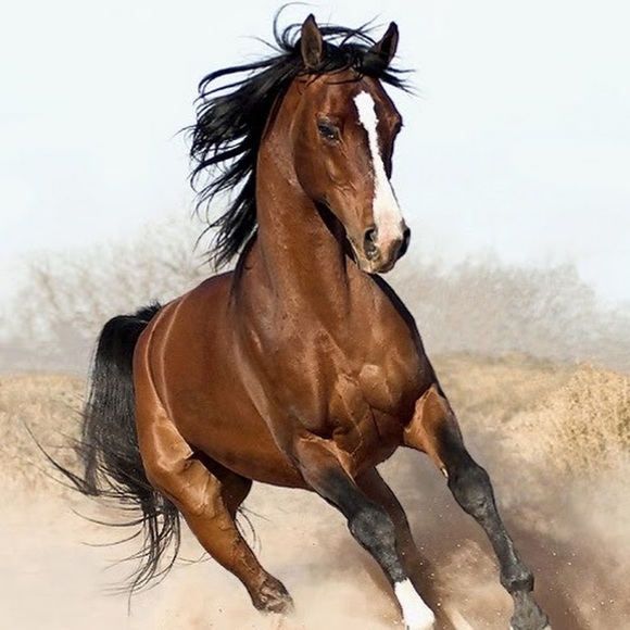 Profile Picture of Hannah Nestler (@hannahnestler) on Poshmark