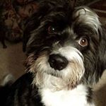 Profile Picture of Faye Vaughn (@fayevaughn2) on Instagram