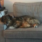 Profile Picture of Michael Spraggins (@iron.willy) on Instagram