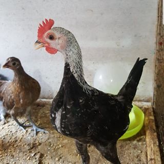 Profile Picture of Abdullah Kerkük (@Abdullah-Kerk&) on Facebook