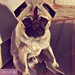 Profile Picture of Fiona Hurley (@bruceandfiona) on Instagram