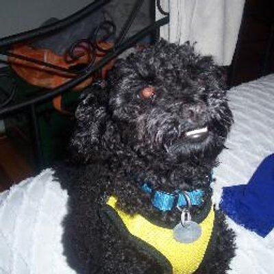 Profile Picture of Judith Gould (@bonbon574) on Twitter