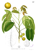 Profile Picture of Sandoricum koetjapeon Wikipedia