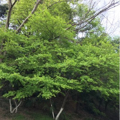 Profile Picture of ShellyZhao (@ShellyZhao365) on Twitter