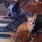 Profile Picture of Cindy Replogle Chancellor (@cindy.replogle.16) on Facebook