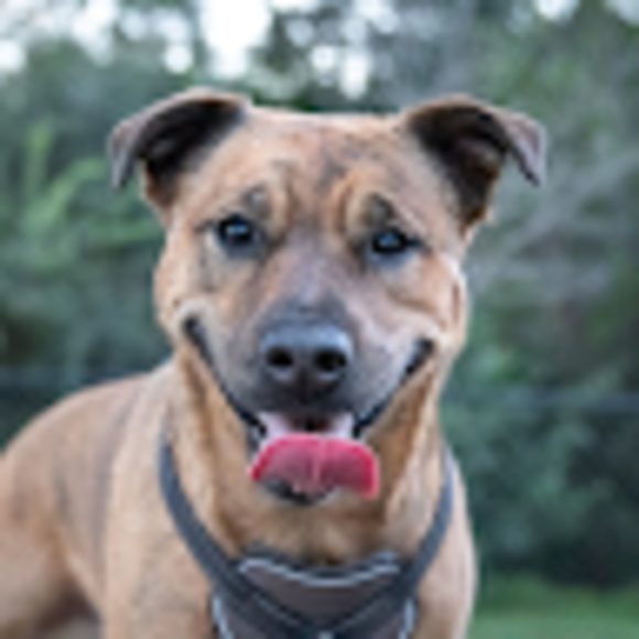 Profile Picture of Steven Smolinsky (@stevensmolinsky) on Poshmark