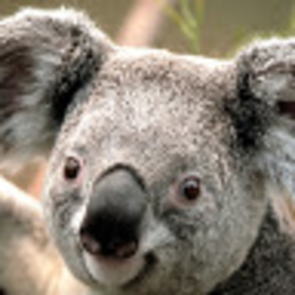 Profile Picture of Carmen Rotz (@carmenrotz) on Poshmark