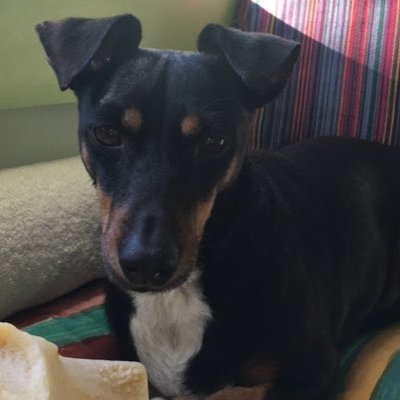 Al Scheps - Twitter Profile Picture of Al Scheps (@AlScheps17) on Twitter