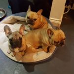 Profile Picture of Lorraine cox (@milo_otis_teddie_frenchiesfun) on Instagram