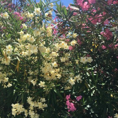 Jayne Stephens - Twitter Profile Picture of Jayne Stephens (@jaynesstephens1) on Twitter