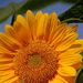 Profile Picture of Kerstin Devlin (@devlin4844) on Pinterest