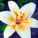 Profile Picture of Lily Larsen [STUDENT] (@lily94485) on Pinterest