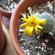 Profile Picture of Christopher Coughlan (@christophercoughlan4291) on Youtube