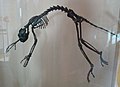 Profile Picture of Notharctus tenebrosuson Wikipedia
