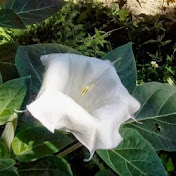 Profile Picture of Marilyn Foster (@marilynfoster127) on Youtube