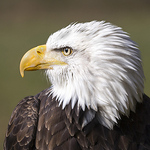 Profile Picture of jacky g (@jackyg170) on Flickr