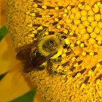 Todd Haworth - Instagram Profile Picture of Todd Haworth (@tthaworth123) on Instagram