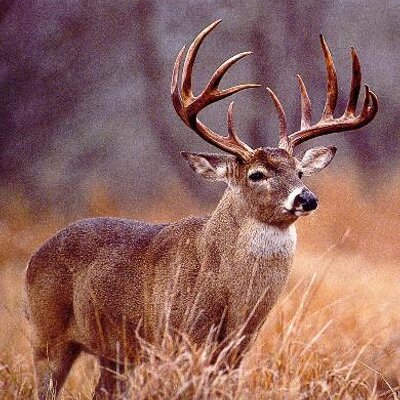 Profile Picture of James Dalton Brim (@TylerJames0405) on Twitter