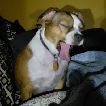 Profile Picture of Mark Kump (@machopatty) on Twitter