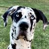 Profile Picture of Rocco (@roccothegreatdane) on Tiktok