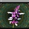 Profile Picture of Jacob Blum (@@jacobblum2) on Tiktok