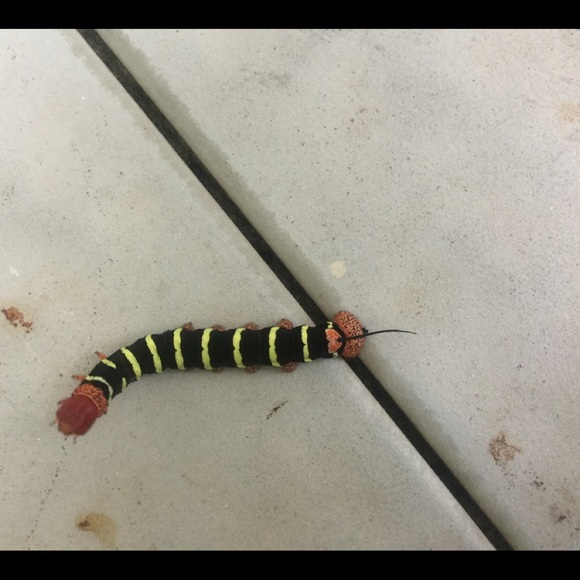 Profile Picture of Claude Allen (@claudeallen) on Poshmark