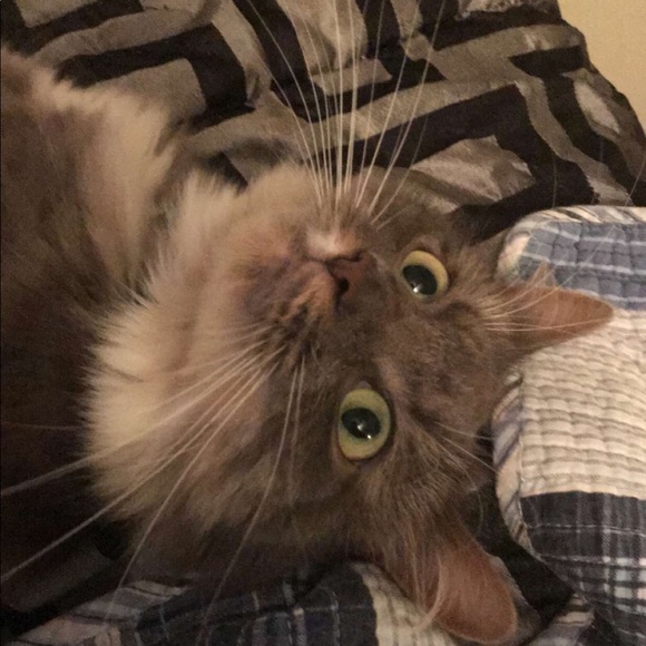 Profile Picture of Jay Albrechta (@beardeddragon49) on Poshmark