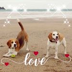 Alexandra Brancato-Merritt - Instagram Profile Picture of Alexandra Brancato-Merritt (@allybrancato) on Instagram