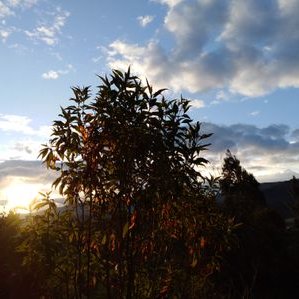 Profile Picture of Mario Acero (@jhonmarioacero1) on Twitter