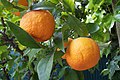 Profile Picture of Bitter orangeon Wikipedia