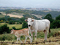 Profile Picture of Chianina - Wikipediaon Wikipedia