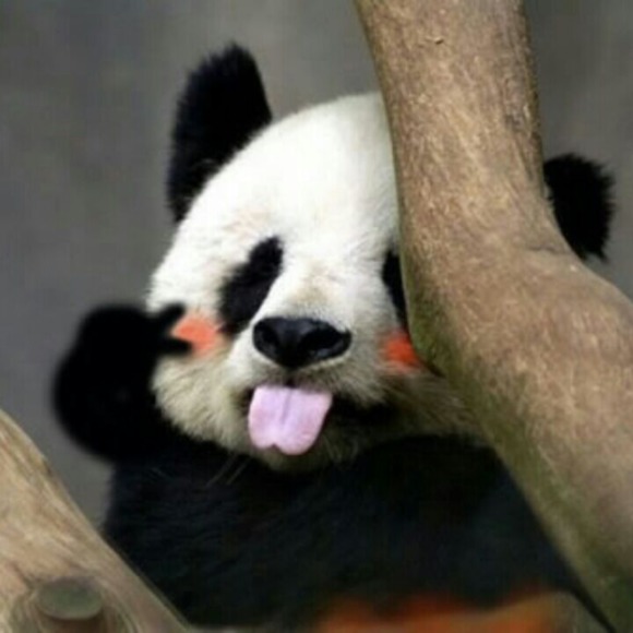 Profile Picture of Nan Zheng (@yangease) on Poshmark