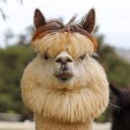 Profile Picture of Alexey Berlind (@AlexeyBerlind) on Twitter