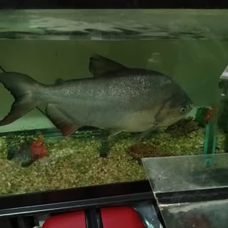 Profile Picture of Rodney Roberts (@rodney.roberts) on Instagram