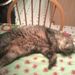 Profile Picture of Justin Collings (@justincollings1) on Pinterest