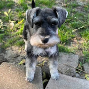 Profile Picture of Laurie Chapman LAC (@lauriechapmanlac6303) on Youtube