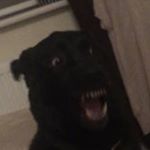 Joshua Alderson - Instagram Profile Picture of Joshua Alderson (@thnxjosh) on Instagram