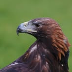 Profile Picture of Andrew Tully (@Andrew-Tully) on Facebook